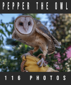 Pepper the Owl Photopack