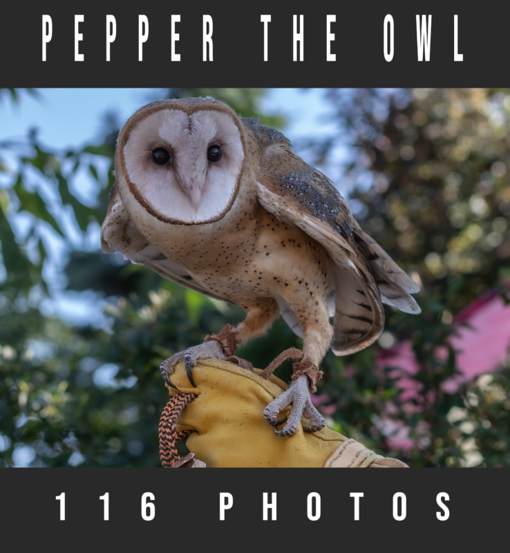 Pepper the Owl Photopack